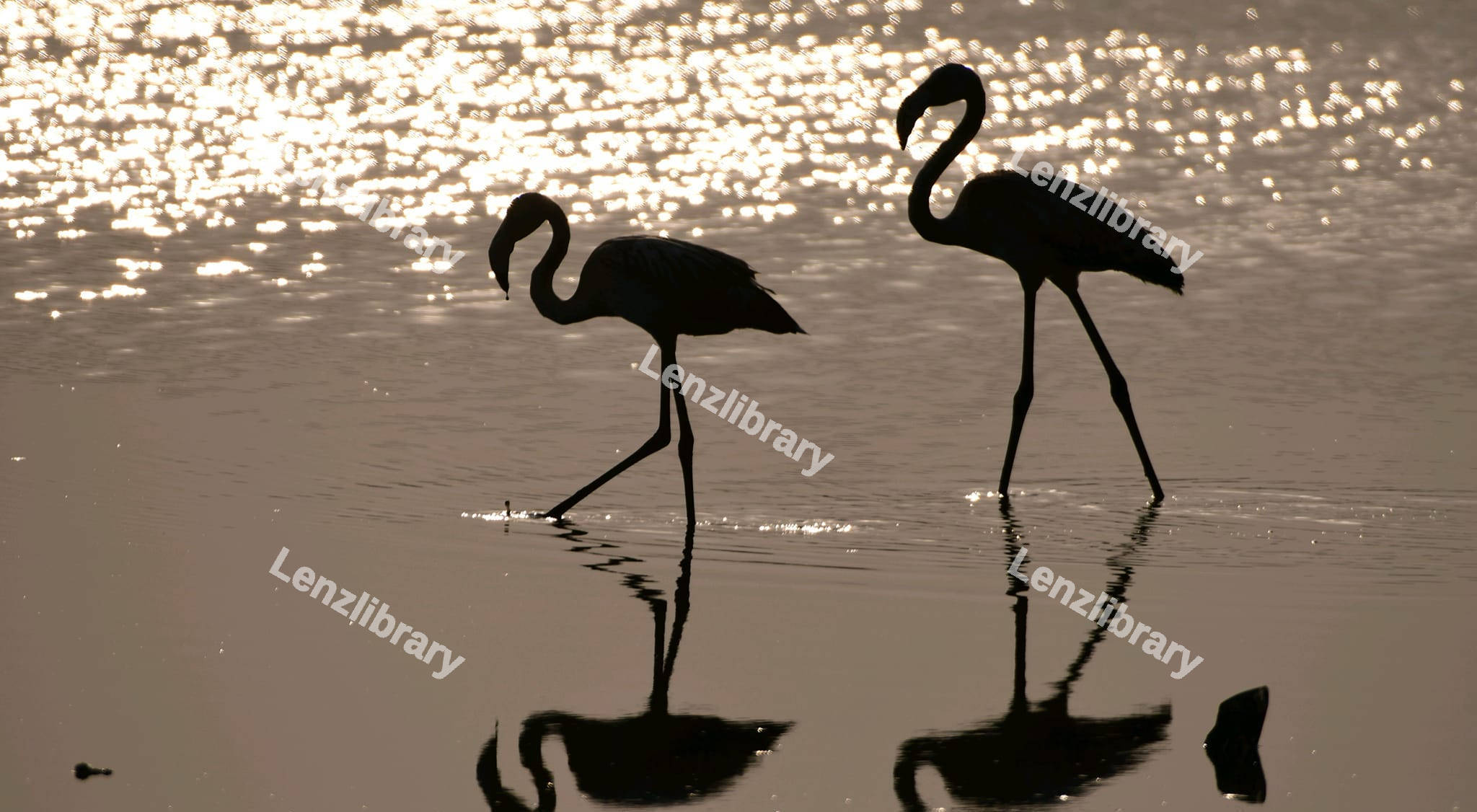 Flamingo Silhouette